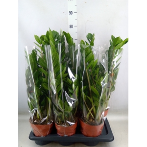 Zamioculcas zamiifolia