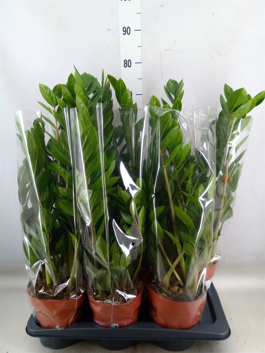 <h4>Zamioculcas zamiifolia</h4>