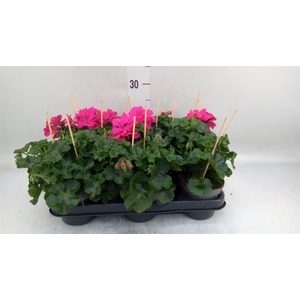 Pelargonium pelt.   ...