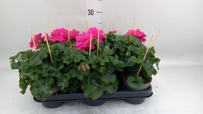 <h4>Pelargonium pelt.   ...</h4>