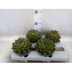 Echeveria   ...not flowering