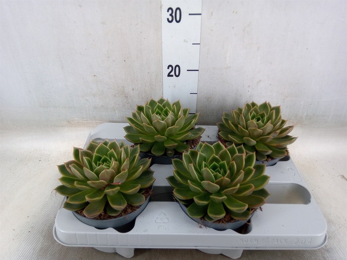 <h4>Echeveria   ...not flowering</h4>