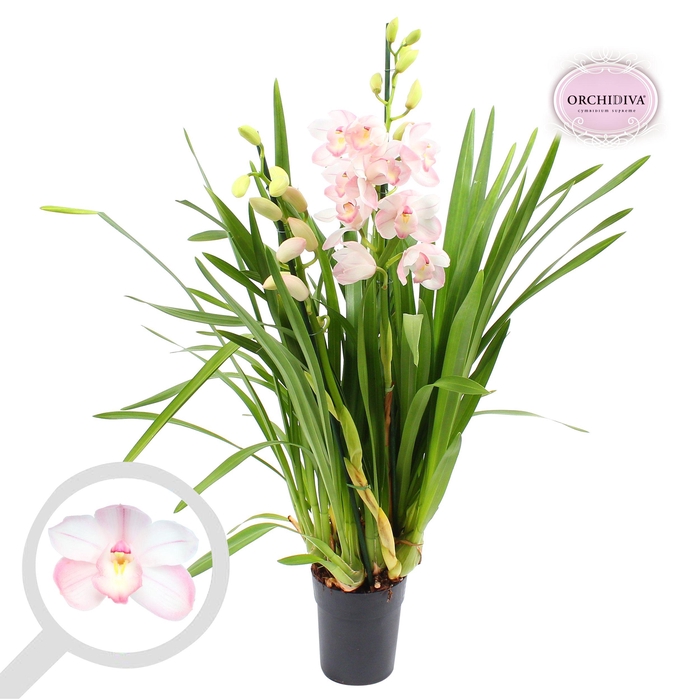 <h4>Cymbidium Hallelujah 3-4 tak</h4>