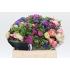 Anemone Levante Rainbow Mix