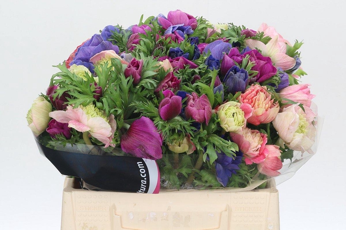 Anemone Levante Rainbow Mix