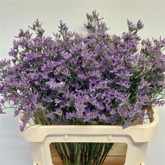 <h4>LIM SIN KANSAS BLUE</h4>