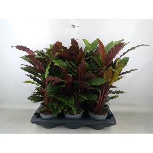 Calathea rufibarba