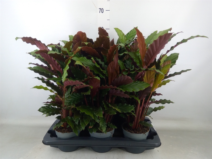 <h4>Calathea rufibarba</h4>