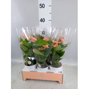 Anthurium andr. 'Spirit'