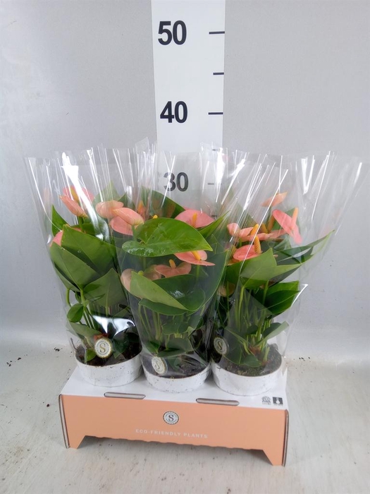 <h4>Anthurium andr. 'Spirit'</h4>