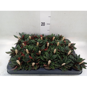 Peperomia caperata 'Rosso'