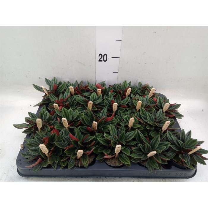 <h4>Peperomia caperata 'Rosso'</h4>
