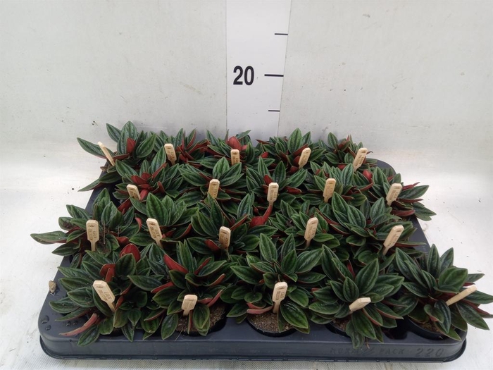 Peperomia caperata 'Rosso'