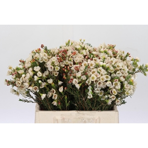 Chamelaucium Moonlight Delight