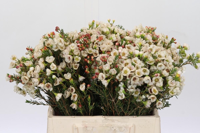 <h4>Chamelaucium Moonlight Delight</h4>