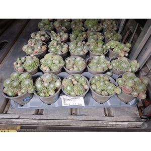 Sempervivum overig