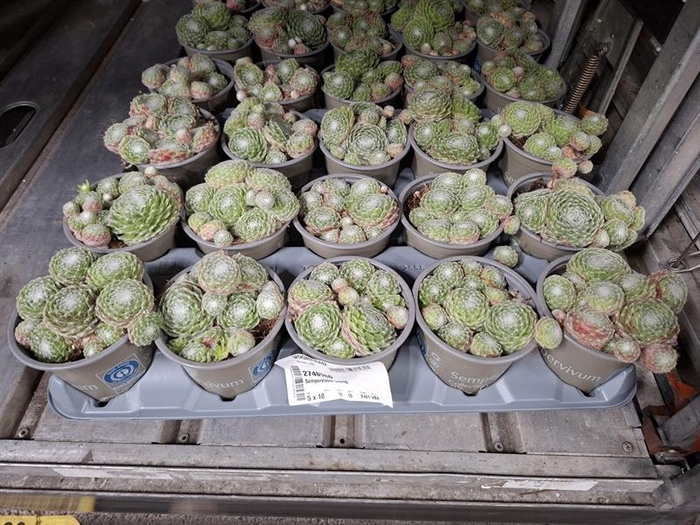 <h4>Sempervivum overig</h4>