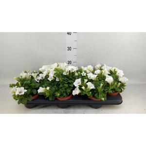 Petunia  'Surfinia Baby White'