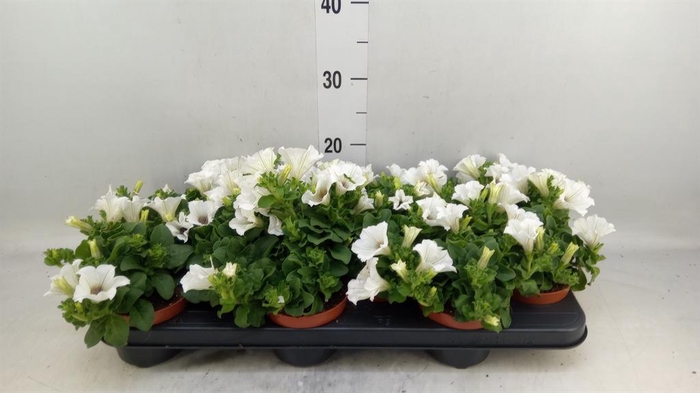 <h4>Petunia  'Surfinia Baby White'</h4>