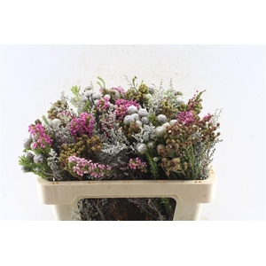 Kaaps Groen Gemengd In Bos