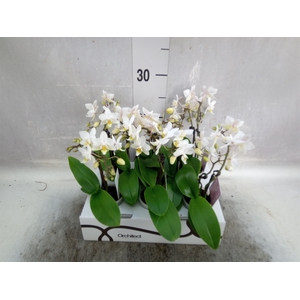 Phalaenopsis   ...mini