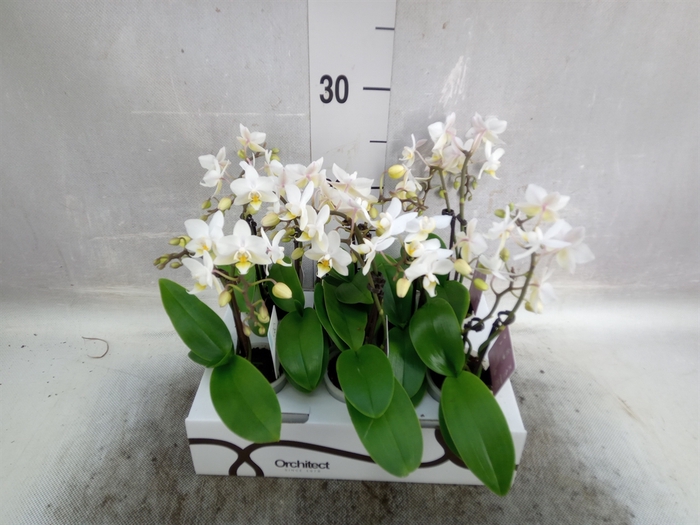 <h4>Phalaenopsis   ...mini</h4>