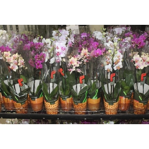 PHALAENOPSIS MINI P09 2 HT
