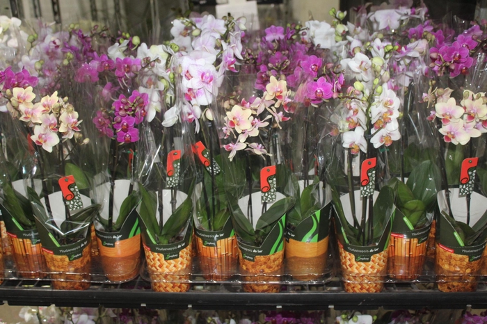 <h4>PHALAENOPSIS MINI P09 2 HT</h4>