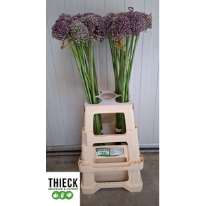 ALLIUM MRS BOUQUET ALLIUM MRS BOUQU