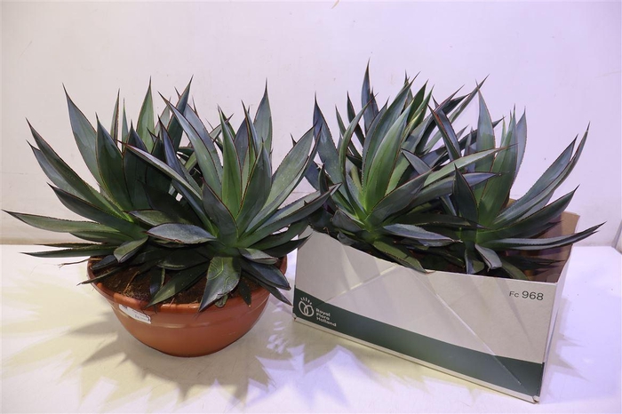 <h4>Agav Shaka Zulu</h4>