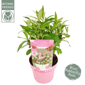 Buddleja Butterfly Candy 'Little Pink'®