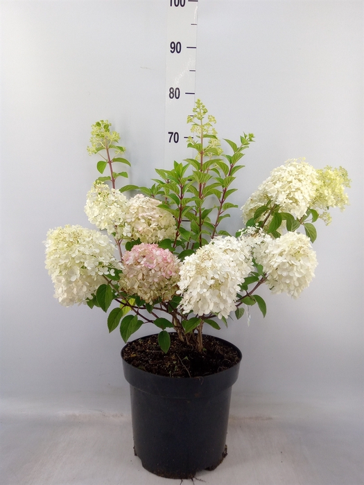 <h4>Hydrangea pan.</h4>