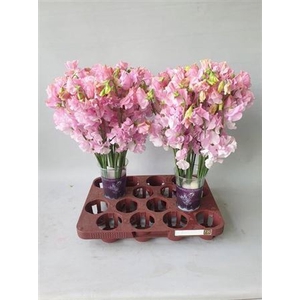 Lathyr Parfum P Pink
