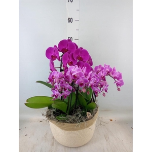 Phalaenopsis   ...white