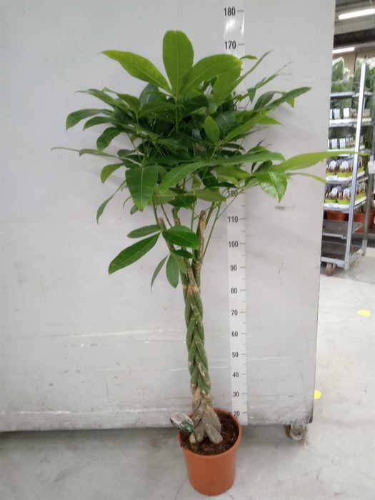 <h4>Pachira aquatica</h4>