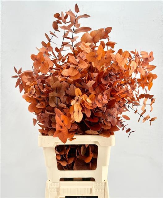 Euc. Cinerea Preserved Orange