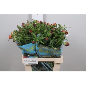 Ran Butterfly Uranus