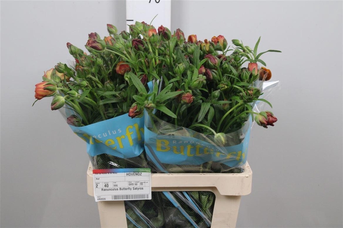 <h4>Ran Butterfly Uranus</h4>