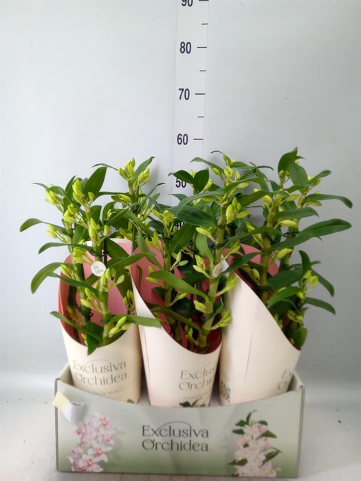 <h4>Dendrobium nob. 'StarCla Yellow'</h4>