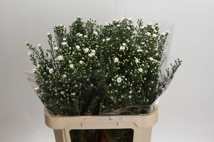 <h4>Aster Paquita</h4>