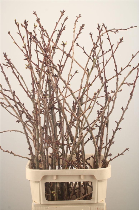 <h4>Prunus X Serrulata</h4>
