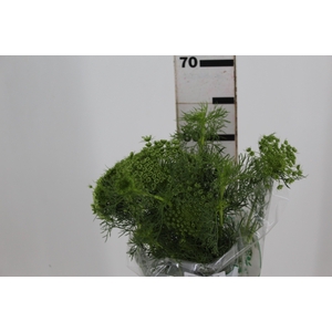 AMMI MAJUS 060 CM
