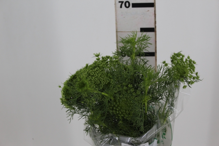 <h4>AMMI MAJUS 060 CM</h4>