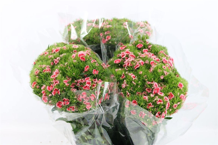 <h4>Di Barb Coral</h4>