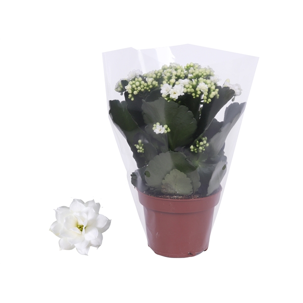 <h4>Kalanchoe Rosalina 12cm Don Dione, Blanco hoes</h4>