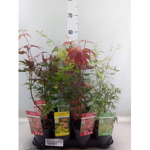Acer palmatum