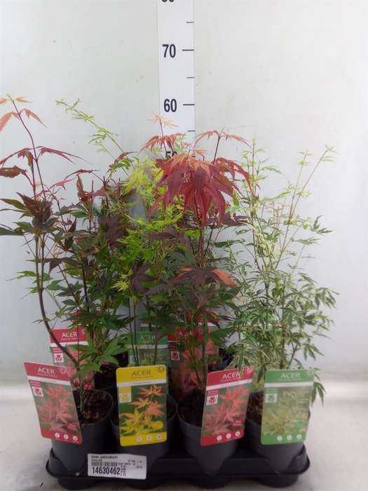 <h4>Acer palmatum</h4>