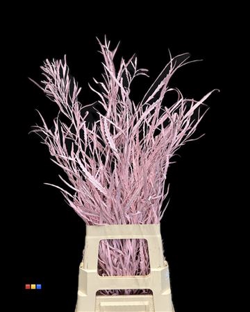 <h4>Grevillea Light Pink</h4>