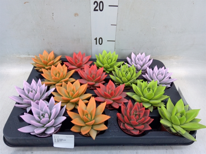 <h4>Echeveria  'Miranda'</h4>