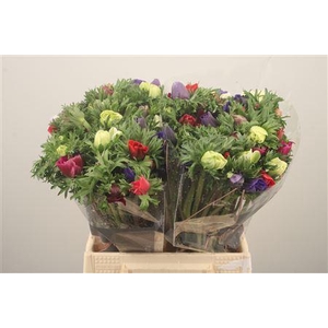 Anemone Galil Mixed In Bunch